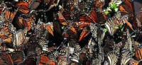 /album/fotogaleria-clima-y-ecosistemas/jnjn-jpg/
