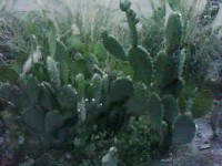 /album/fotogaleria-clima-y-ecosistemas/kmm-jpg/